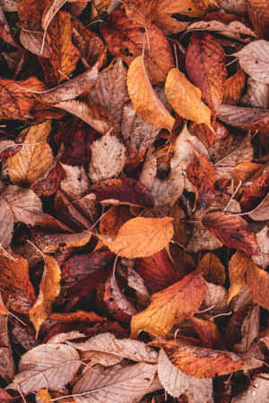 A Beautiful Array Of Red And Yellow Leaves - Signs Of Autumn Wallpaper