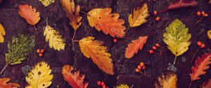 A Beautiful Autumn Leaf Fading Away Wallpaper