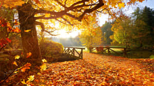 A Beautiful Autumnal Equinox Landscape Scene Wallpaper