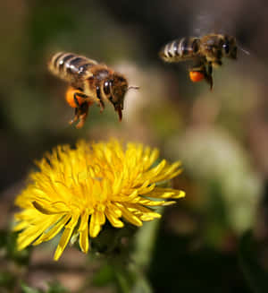 A Beautiful Bee Collecting Pollen From Vibrant Pink Spring Blossoms Wallpaper