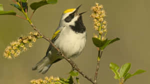 A Beautiful Bird Perched On A Branch, Singing Its Enchanting Chirp In The Lush Canopy Of A Green Forest. Wallpaper