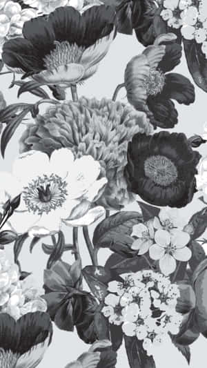 A Beautiful Black And White Flower For Your Iphone Wallpaper