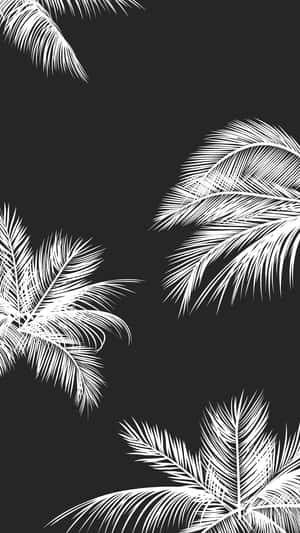 A Beautiful Black And White Image Of A Palm Tree Against A Bright Sky. Wallpaper