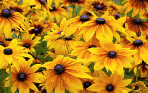 A Beautiful Black-eyed Susan Wallpaper