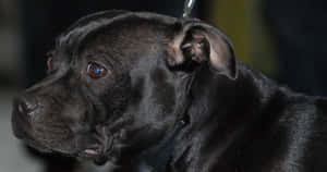 A Beautiful Black Pitbull Wallpaper