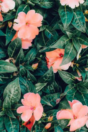 A Beautiful Blend Of Pink And Green Hues For Any Aesthetically Pleasing Home Wallpaper