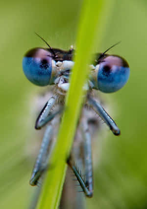 A Beautiful Blue Dragonfly Sitting On A Vibrant Green Leaf. Wallpaper