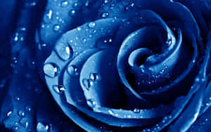 A Beautiful Blue Rose Set Against A Crisp White Background Wallpaper