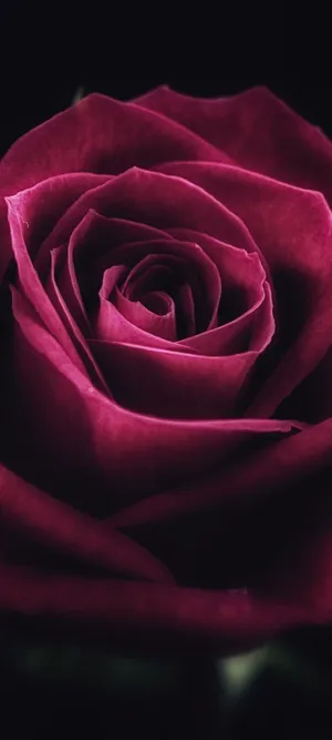 A Beautiful Bouquet Of Vibrant And Fragrant Cute Roses Wallpaper