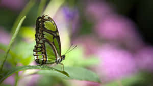 A Beautiful Bright Green Butterfly On A Petal Wallpaper