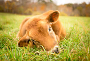 A Beautiful Brown Cow Standing In A Lush Green Field Wallpaper