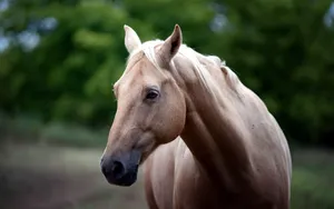 A Beautiful Brown Horse Standing In The Middle Of A Grassy Meadow. Wallpaper