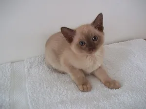 A Beautiful Burmese Cat With Intense Eyes Wallpaper