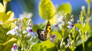 A Beautiful Butterfly Flutters Around A Vibrant Butterfly Garden Wallpaper