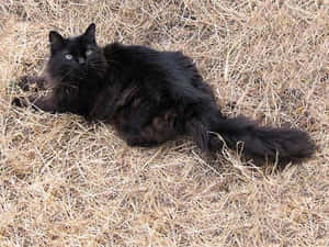A Beautiful Chantilly-tiffany Cat Lounging On A Red Carpet Wallpaper