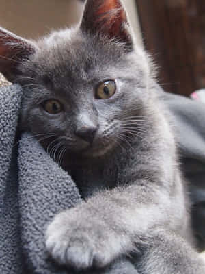 A Beautiful Chartreux Cat Posing Gracefully Against A Blurred Background Wallpaper