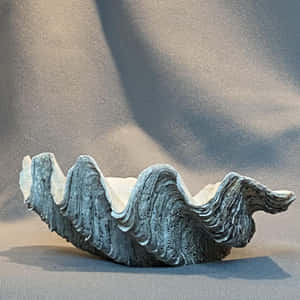 A Beautiful Clam Shell Found In Nature. Wallpaper