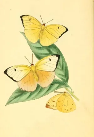 A Beautiful Cluster Of Vibrant Yellow Butterflies, Flying In Formation. Wallpaper