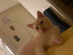 A Beautiful Colorpoint Shorthair Cat Relaxing On A Soft Surface Wallpaper