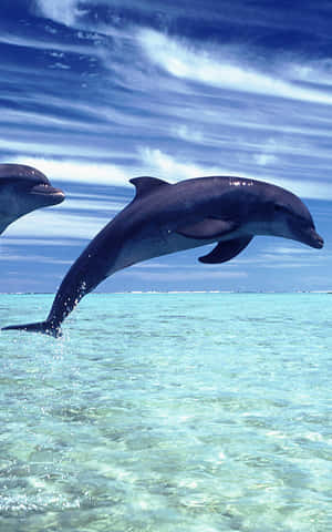 A Beautiful Cool Dolphin Bringing Joy And Calmness To Our Day Wallpaper