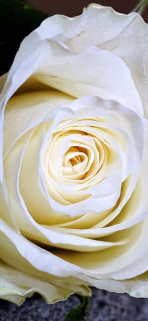 A Beautiful Display Of White Roses Wallpaper