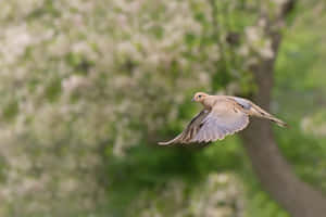 A Beautiful Dove With Its Wings Spread Wide Wallpaper