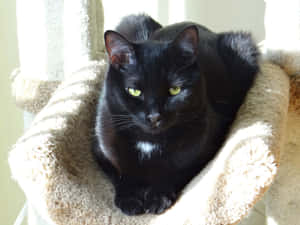 A Beautiful European Shorthair Cat Relaxing On A Wooden Surface Wallpaper