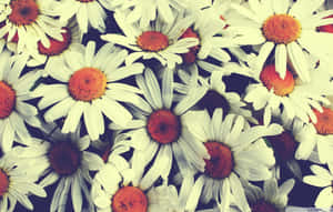 A Beautiful Flower Blooms Against A Soft Background Wallpaper