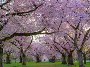 A Beautiful Flower Tree In Full Bloom Wallpaper