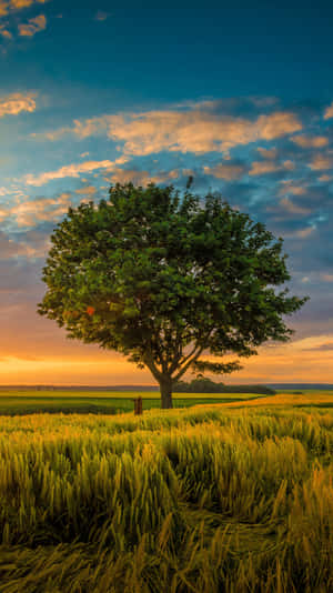 A Beautiful Forest Of Trees, Perfect For Any Nature Enthusiast Wallpaper