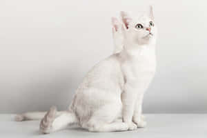 A Beautiful Grey Burmilla Cat Relaxing On The Floor. Wallpaper