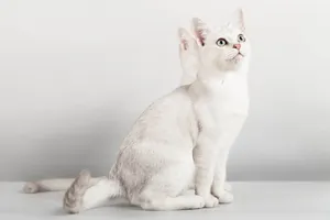 A Beautiful Grey Burmilla Cat Relaxing On The Floor. Wallpaper