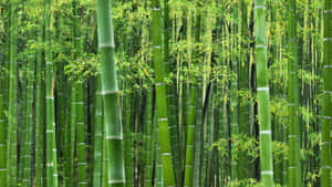 A Beautiful Grove Of Chinese Bamboo Wallpaper