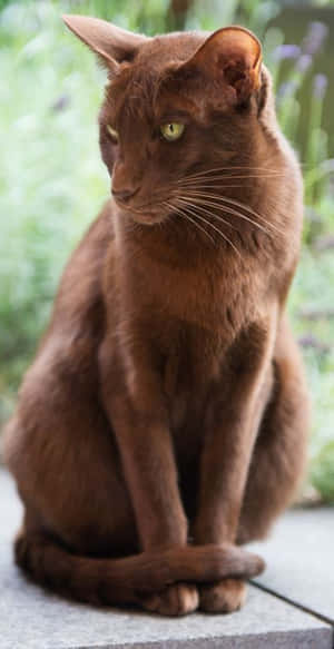 A Beautiful Havana Brown Cat Basking In The Sunlight Wallpaper