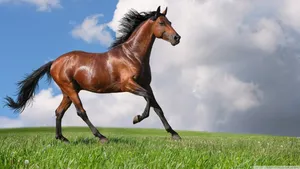 A Beautiful Horse Galloping Along A Sandy Beach Wallpaper