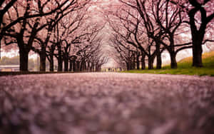 A Beautiful Japanese Maple In Full Bloom Wallpaper