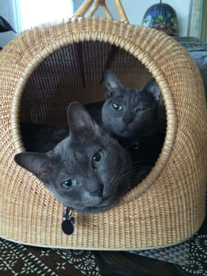 A Beautiful Korat Cat Relaxing On A Sofa Wallpaper