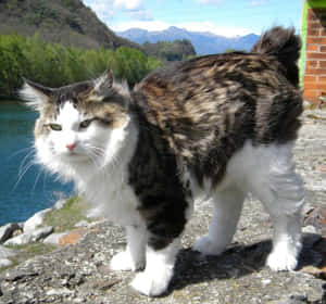 A Beautiful Kurilian Bobtail Cat Basking In Sunlight On A Wooden Floor Wallpaper