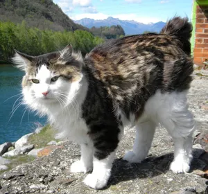 A Beautiful Kurilian Bobtail Cat Basking In Sunlight On A Wooden Floor Wallpaper