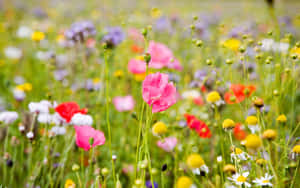 A Beautiful Meadow Filled With Wildflowers Wallpaper