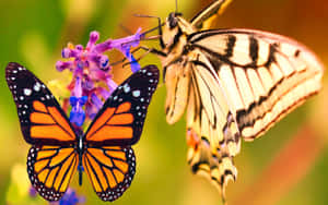 A Beautiful Monarch Butterfly