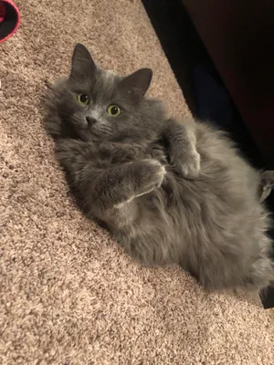 A Beautiful Nebelung Cat Resting Outdoors Wallpaper