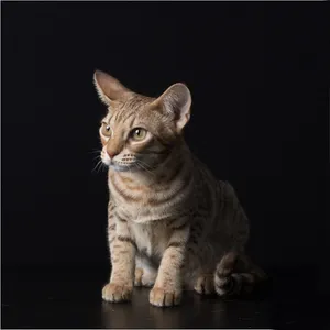 A Beautiful Ocicat Resting On A Grassy Field Wallpaper