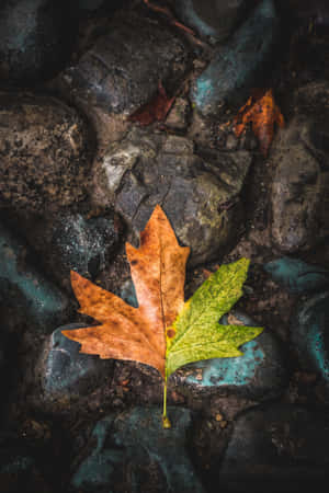 A Beautiful Orange Autumn Leaf Set Against A Vibrant Blue Sky Wallpaper