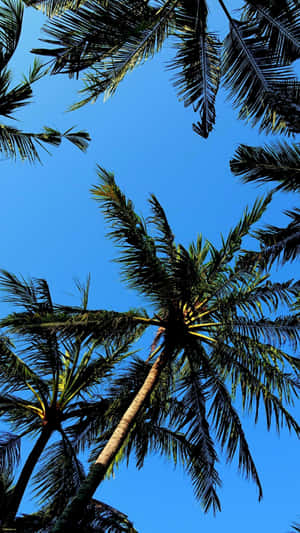 A Beautiful Palm Tree Under A Sunny Sky Wallpaper