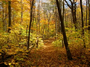 A Beautiful Path Through A Golden Autumn Forest Wallpaper