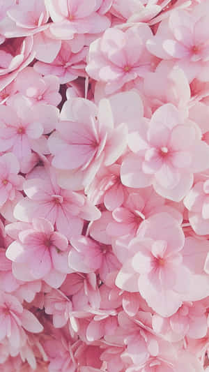 “a Beautiful Pattern Of Pink Flowers Against A White Backdrop.” Wallpaper