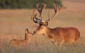 A Beautiful, Peaceful Autumn Morning In The Fields With A Doe In The Distance. Wallpaper