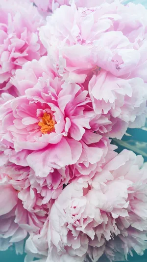 A Beautiful Peony Flower In Bloom On An Iphone Wallpaper