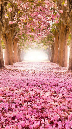 A Beautiful Pink Cherry Blossom In Bloom Wallpaper